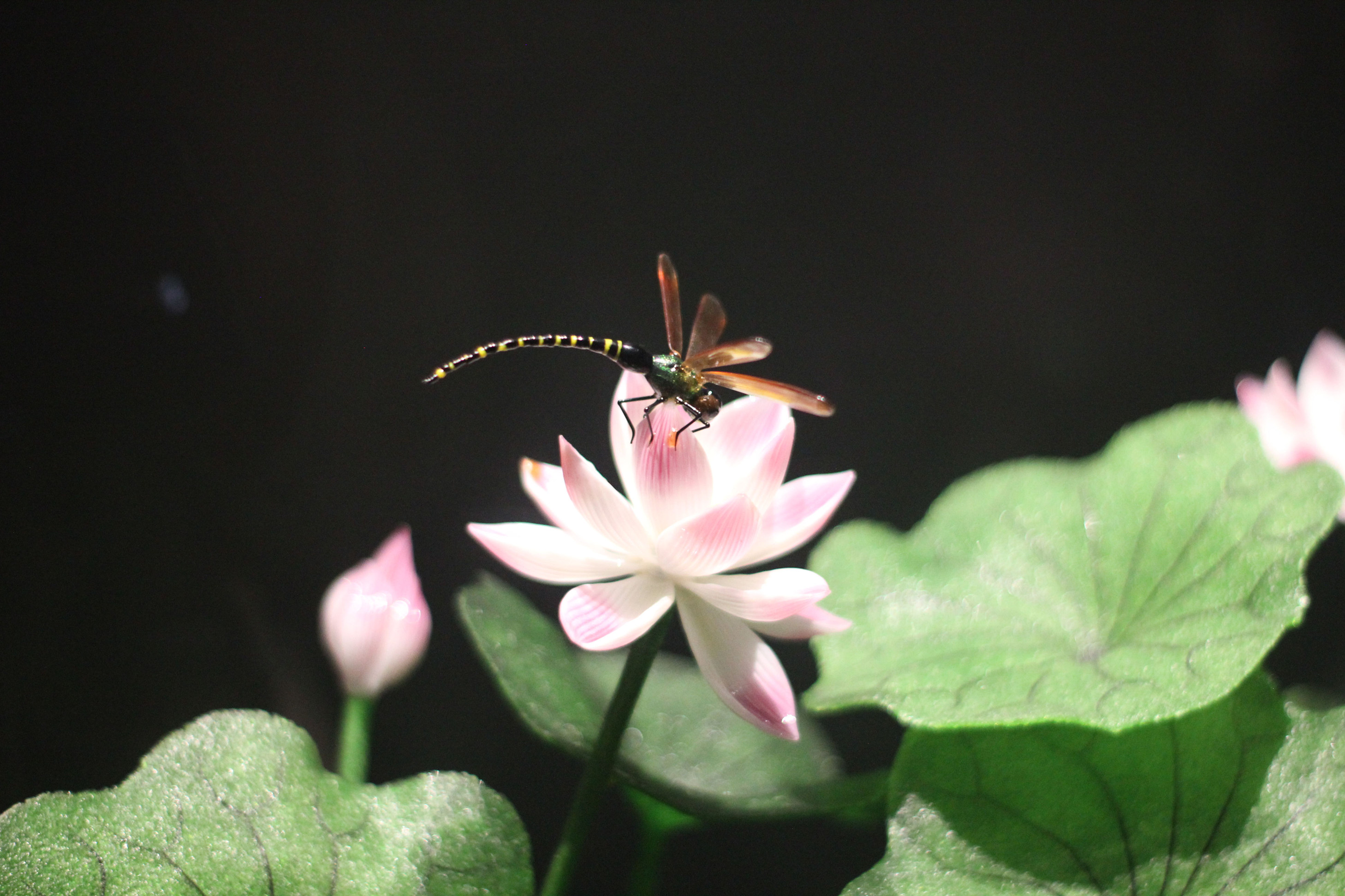 AG��˾(�й�����)�����޹�˾����